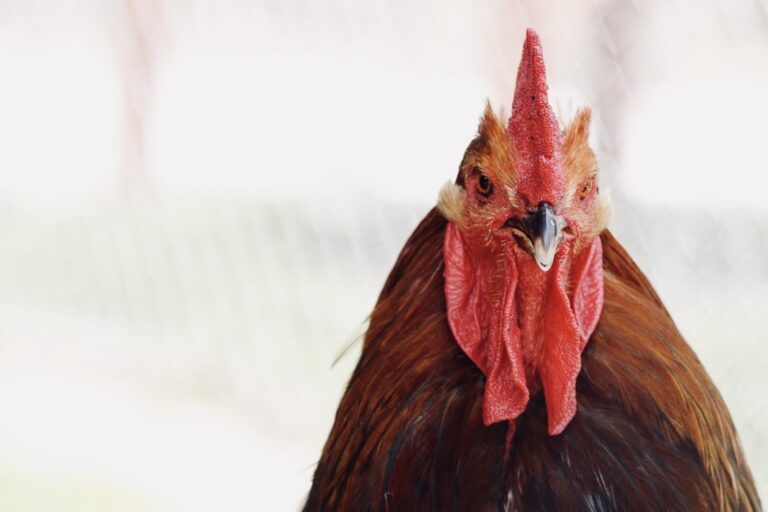 Dua Jenis Taruhan Sabung Ayam Online Dengan Hasil Seri